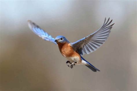 Un Pájaro Azul 2025